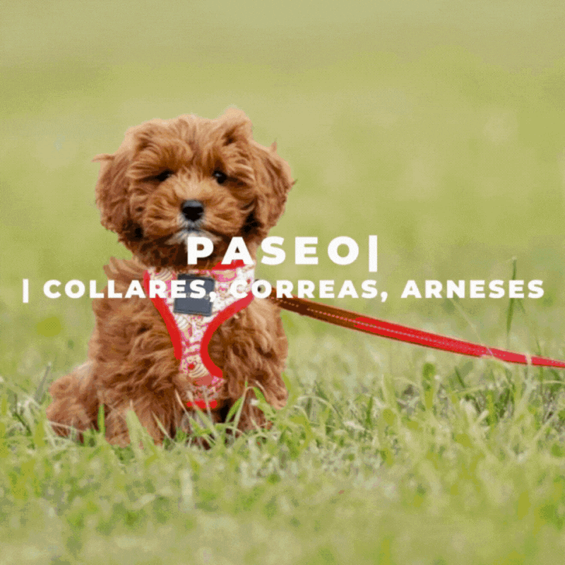 Selección Paseo by Pampermut